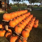 Mink and Walters Pumpkin Patch photo