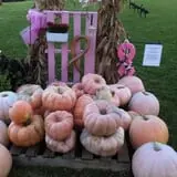 Mink and Walters Pumpkin Patch photo
