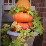 Mink and Walters Pumpkin Patch photo