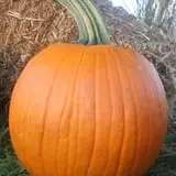 Mink and Walters Pumpkin Patch photo