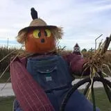 Mink and Walters Pumpkin Patch photo