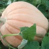 Mink and Walters Pumpkin Patch photo
