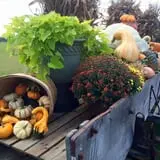 Mink and Walters Pumpkin Patch photo