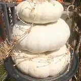 Mink and Walters Pumpkin Patch photo