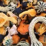 Mink and Walters Pumpkin Patch photo