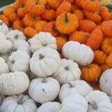 Mink and Walters Pumpkin Patch photo
