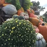 Mink and Walters Pumpkin Patch photo