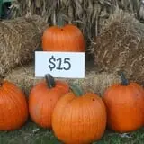 Mink and Walters Pumpkin Patch photo