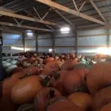 Mink and Walters Pumpkin Patch photo