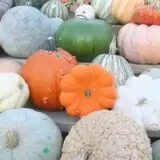 Mink and Walters Pumpkin Patch photo