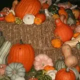Mink and Walters Pumpkin Patch photo