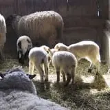 Willow Pond Farm photo