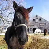 Willow Pond Farm photo