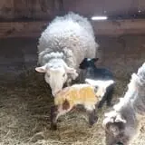 Willow Pond Farm photo