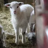 Willow Pond Farm photo