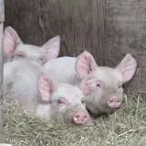 Willow Pond Farm photo
