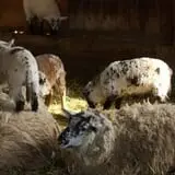 Willow Pond Farm photo