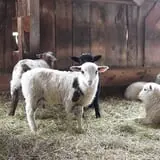 Willow Pond Farm photo