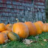 Willow Pond Farm photo