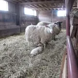 Willow Pond Farm photo