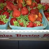 Altamont Orchards photo
