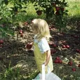 Thierbach Orchards & Berry Farm photo