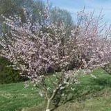 Thierbach Orchards & Berry Farm photo