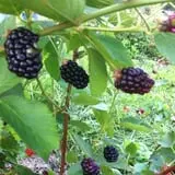 Thierbach Orchards & Berry Farm photo