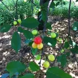 Thierbach Orchards & Berry Farm photo