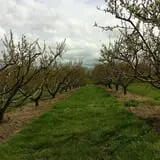 Thierbach Orchards & Berry Farm photo