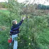 Thierbach Orchards & Berry Farm photo
