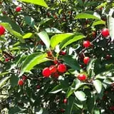 Thierbach Orchards & Berry Farm photo