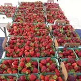 Thierbach Orchards & Berry Farm photo
