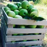 Thierbach Orchards & Berry Farm photo