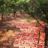 Hughey Farms photo