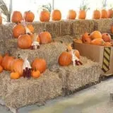 Hughey Farms photo