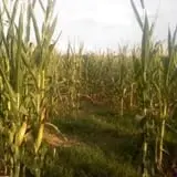 Hughey Farms photo