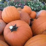 Wagner Farms Meridian photo