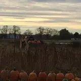 Wagner Farms Meridian photo
