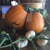 Wagner Farms Meridian photo