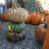 Wagner Farms Meridian photo