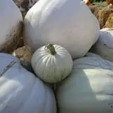 Wagner Farms Meridian photo