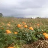 Wagner Farms Meridian photo