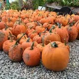 Wagner Farms Meridian photo