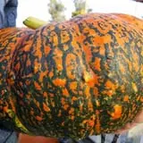 Wagner Farms Meridian photo