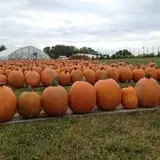 Buckeye Acres photo