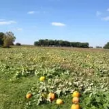 Buckeye Acres photo