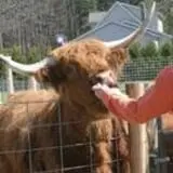 Sam Mazza's Farm Market photo