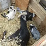 Sam Mazza's Farm Market photo