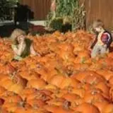 Sam Mazza's Farm Market photo
